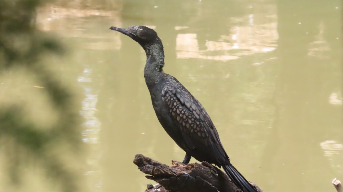 Little Black Cormorant - ML646216395