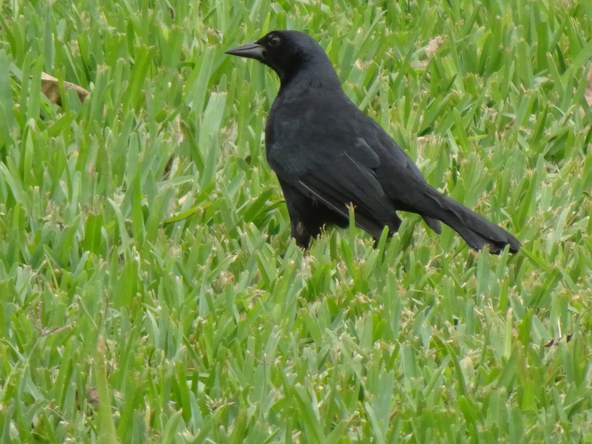 Scrub Blackbird - ML646216396
