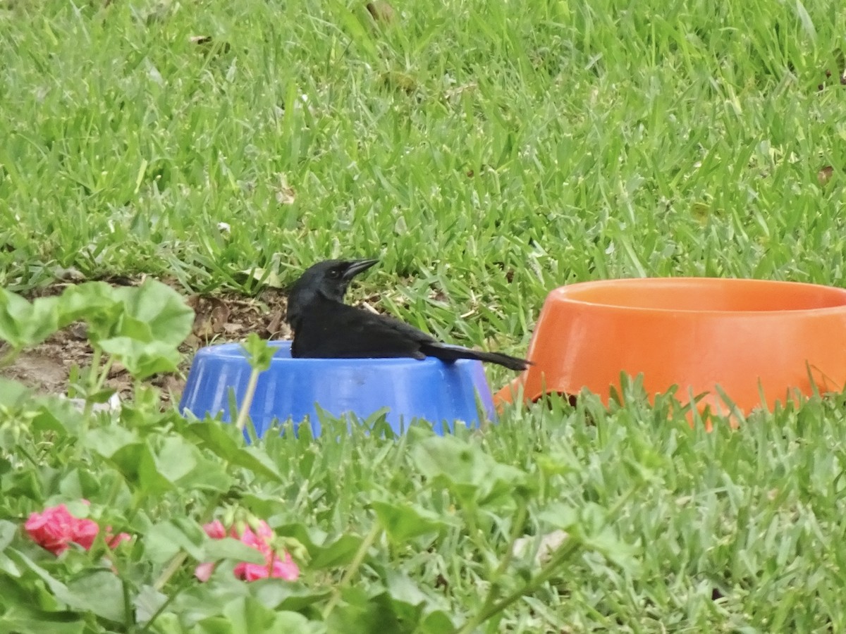 Scrub Blackbird - ML646216397