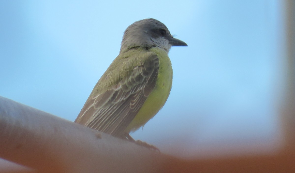 Tropical Kingbird - ML646216407