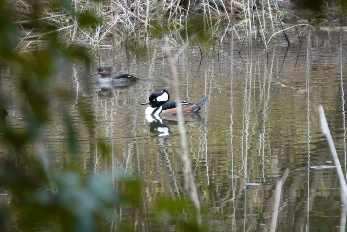 Smergo dal cappuccio - ML646216408