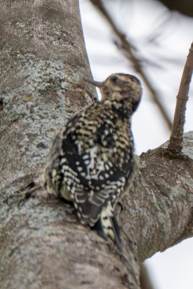 Yellow-bellied Sapsucker - ML646216409