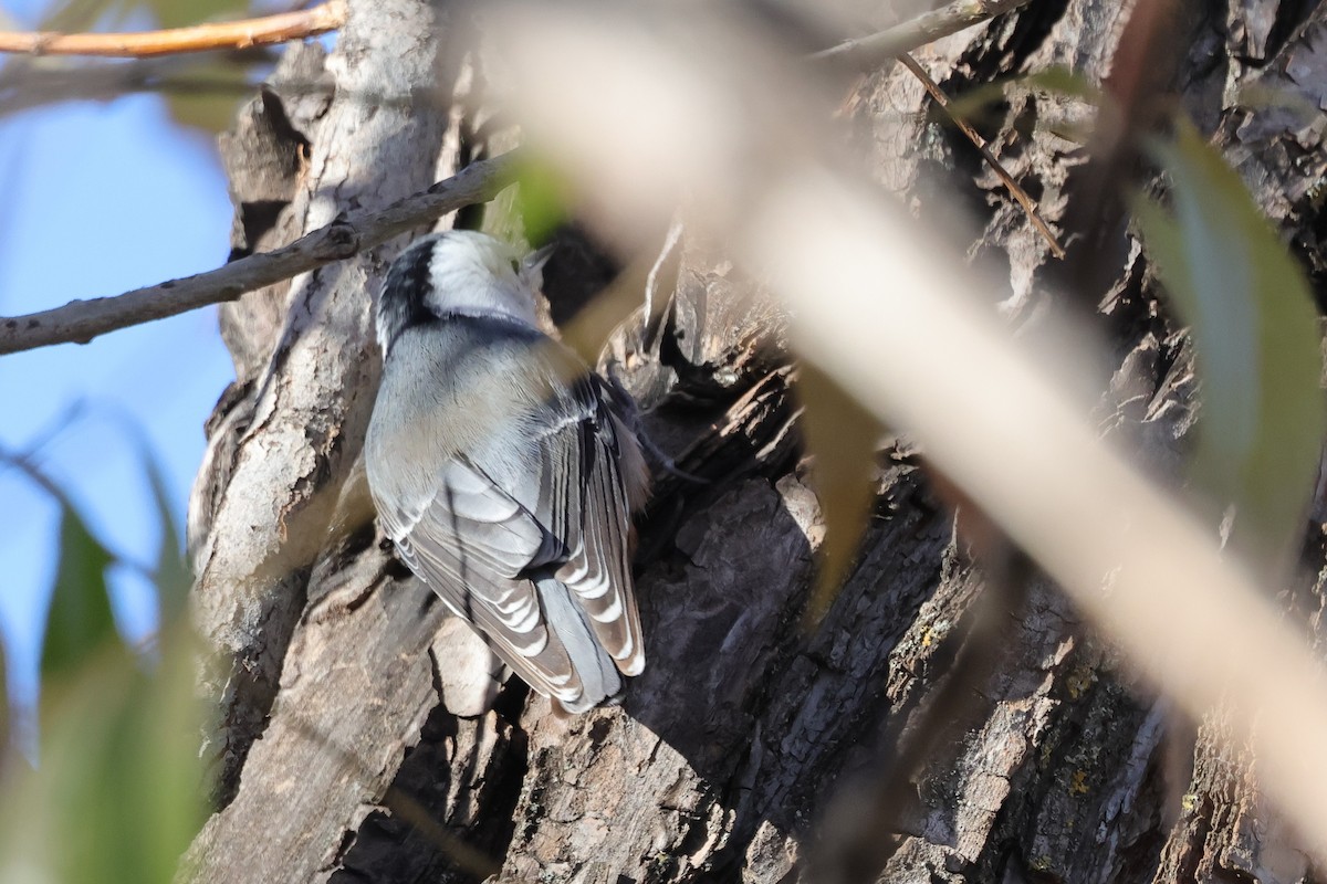 Sittelle à poitrine blanche - ML646216410