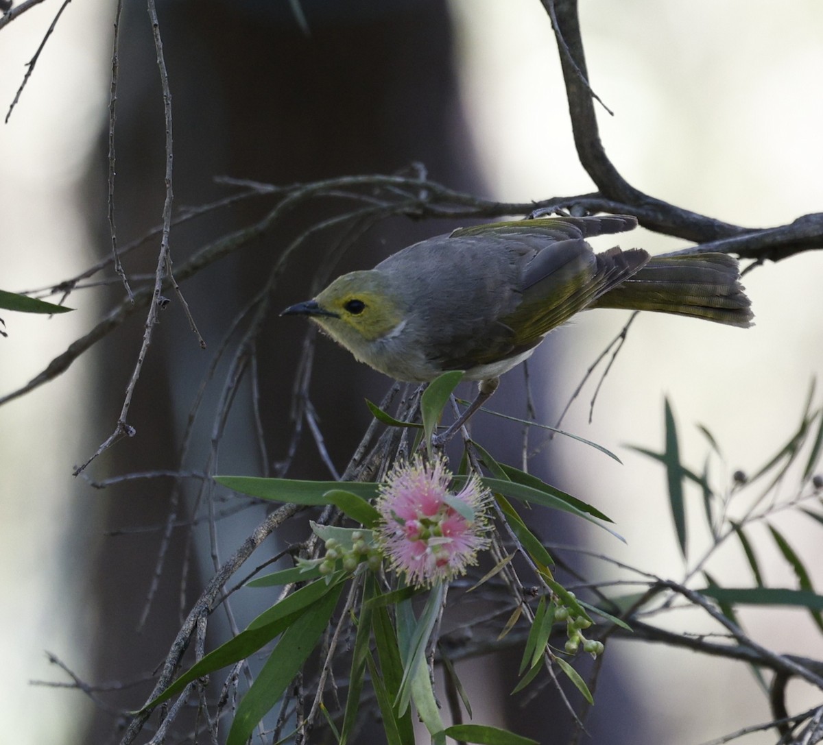 White-plumed Honeyeater - ML646216415