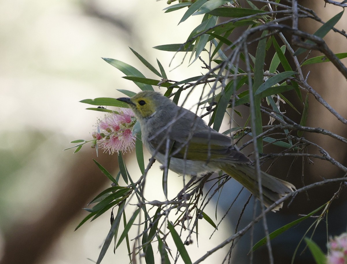 White-plumed Honeyeater - ML646216416