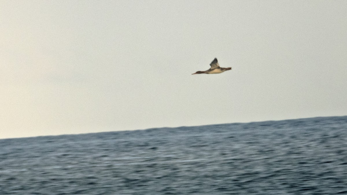 מרגון בינוני - ML646216420