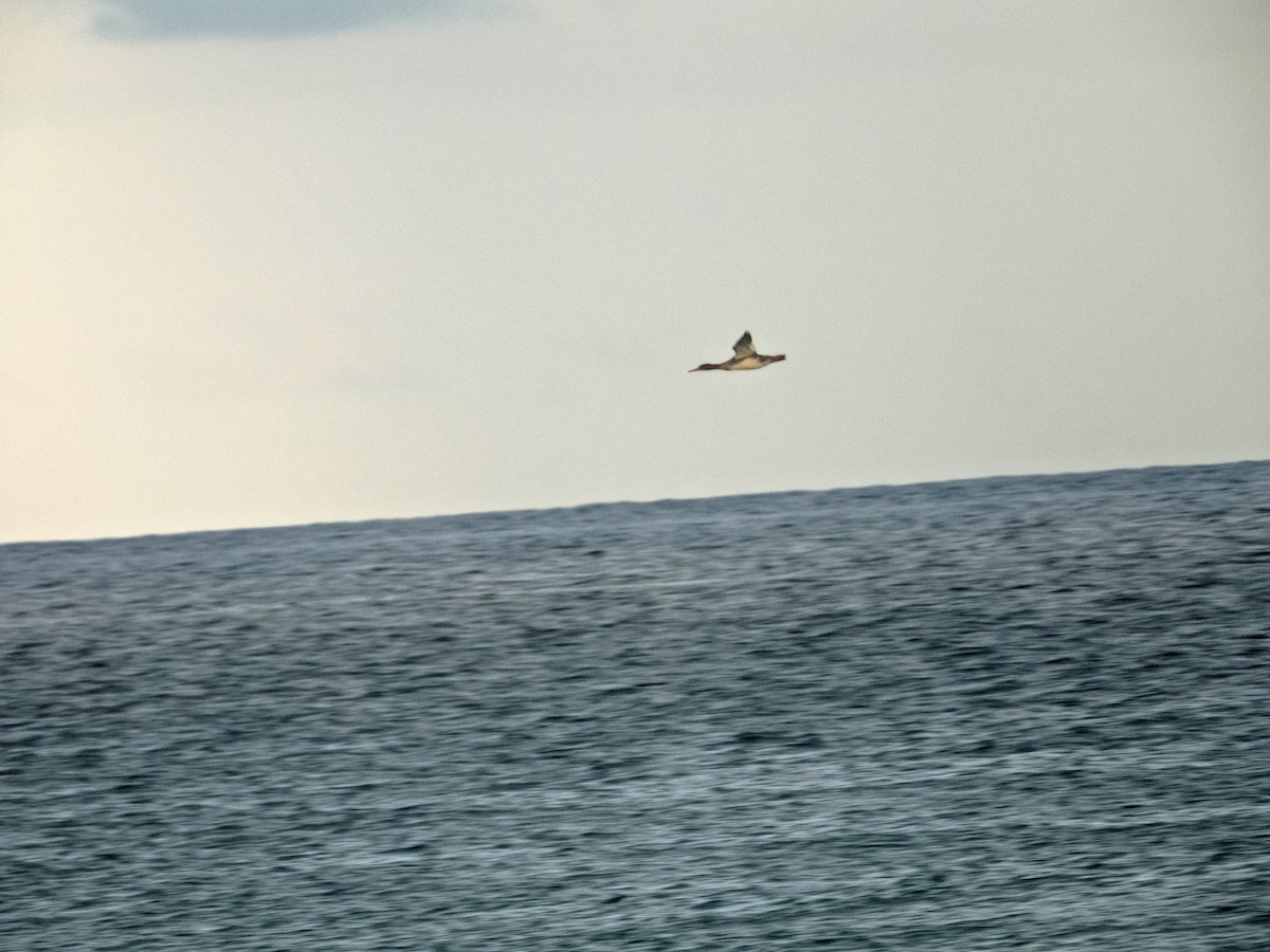 Red-breasted Merganser - ML646216421