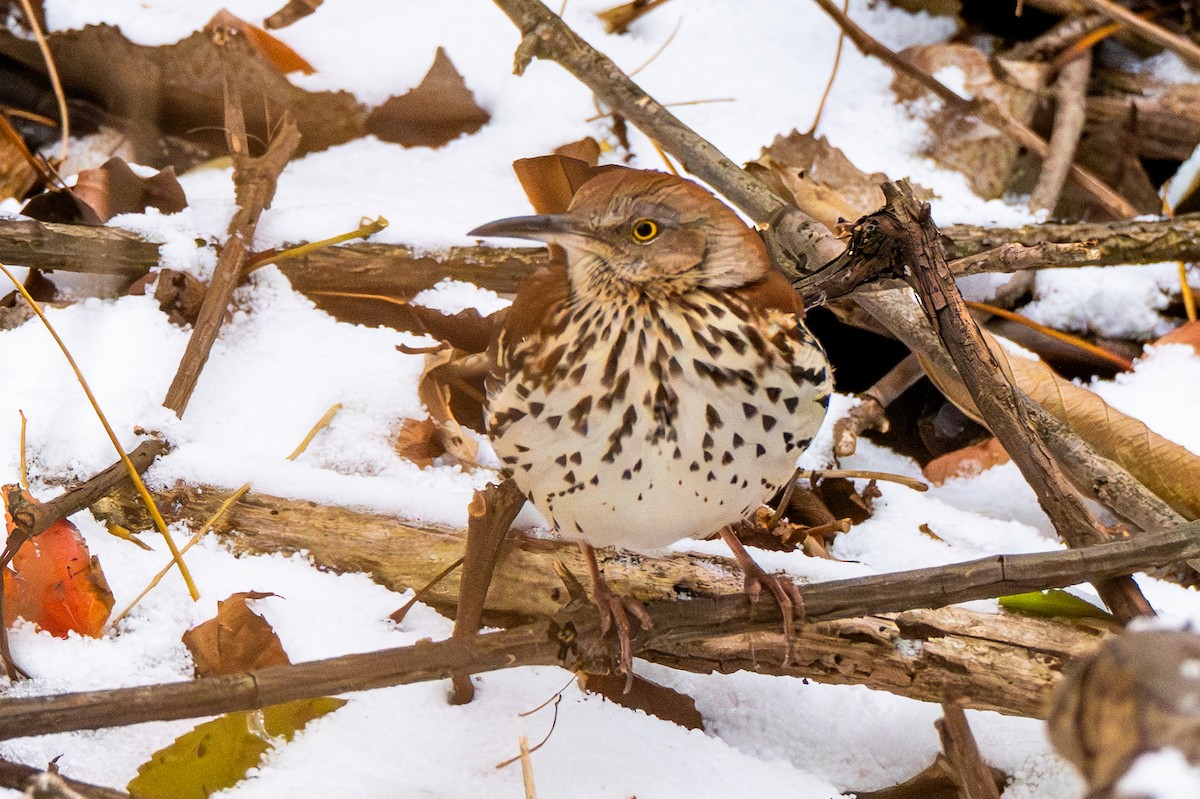Brown Thrasher - ML646216423