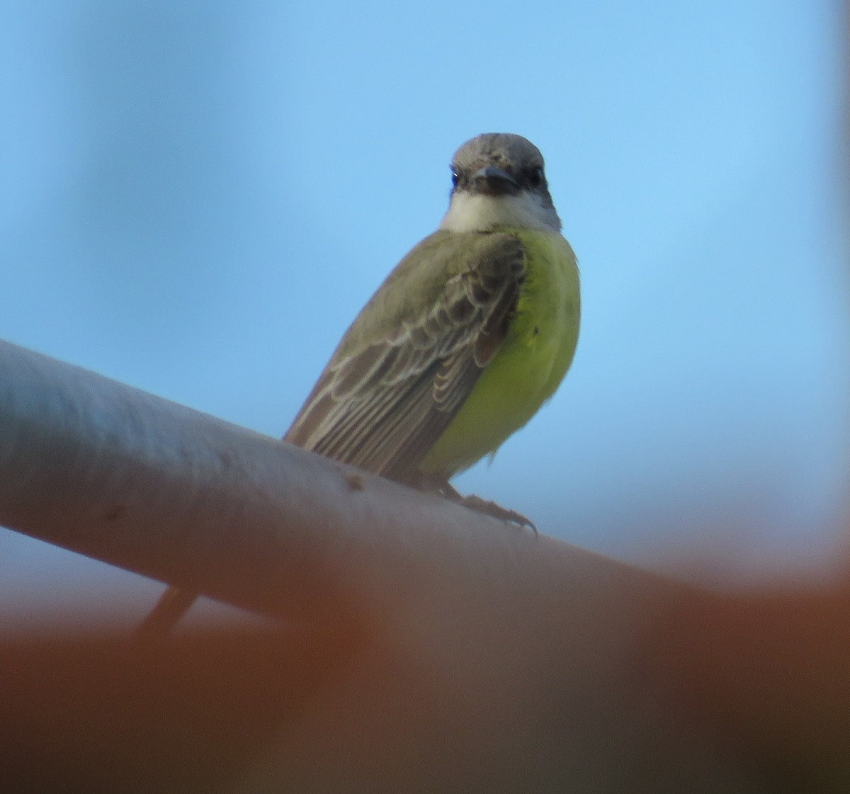 Tropical Kingbird - ML646216427