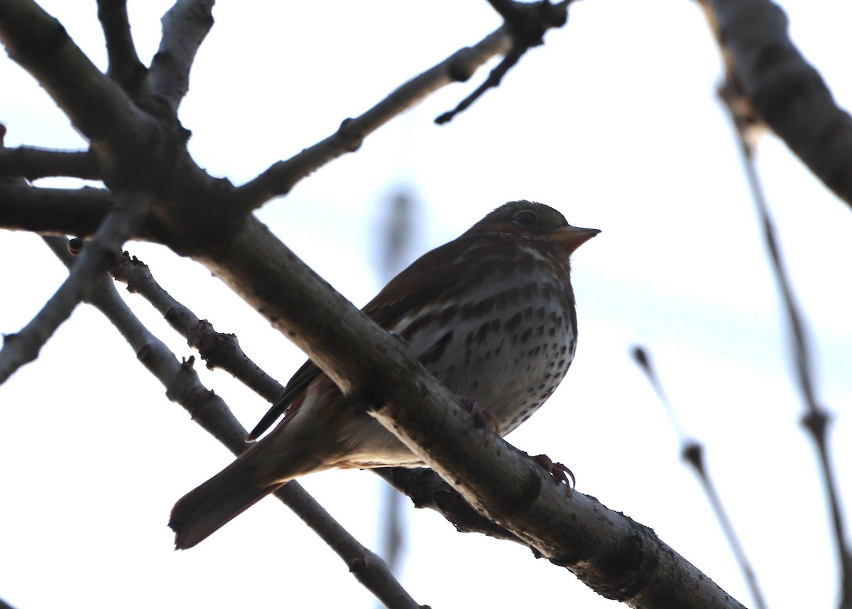 Fox Sparrow (Red) - ML646216430