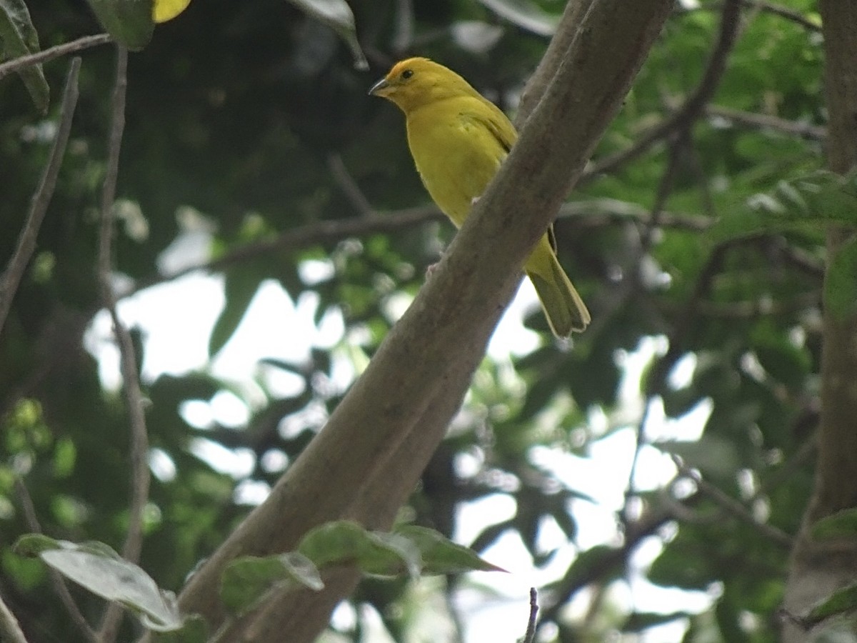 Saffron Finch - ML646216433