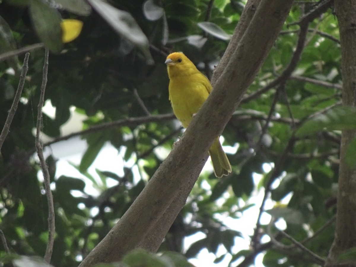 Saffron Finch - ML646216434