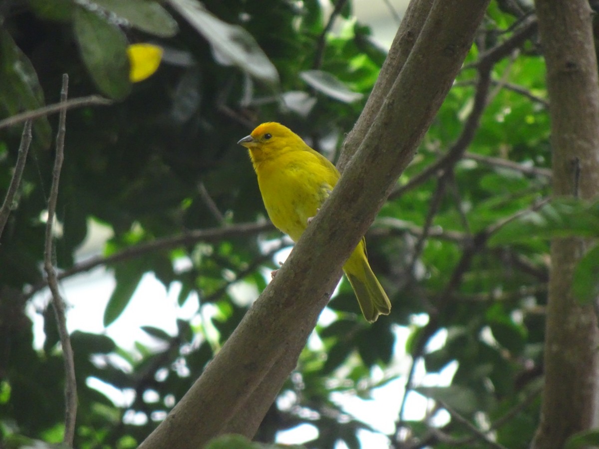 Saffron Finch - ML646216435