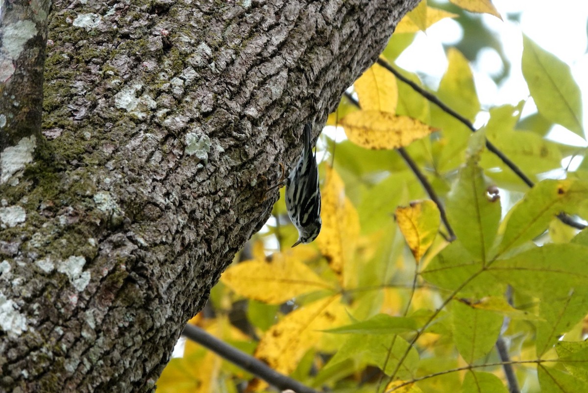 Black-and-white Warbler - ML646216436