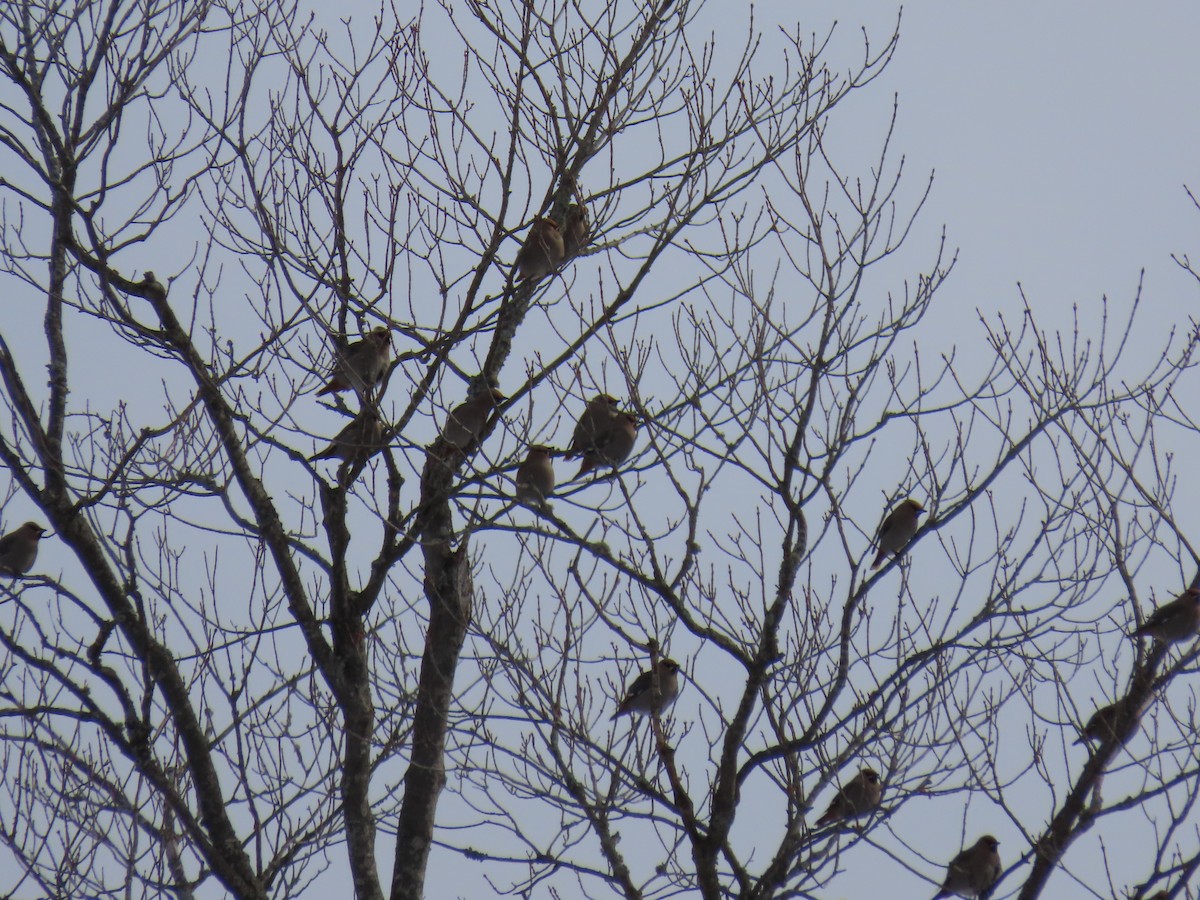 Bohemian Waxwing - ML646216438