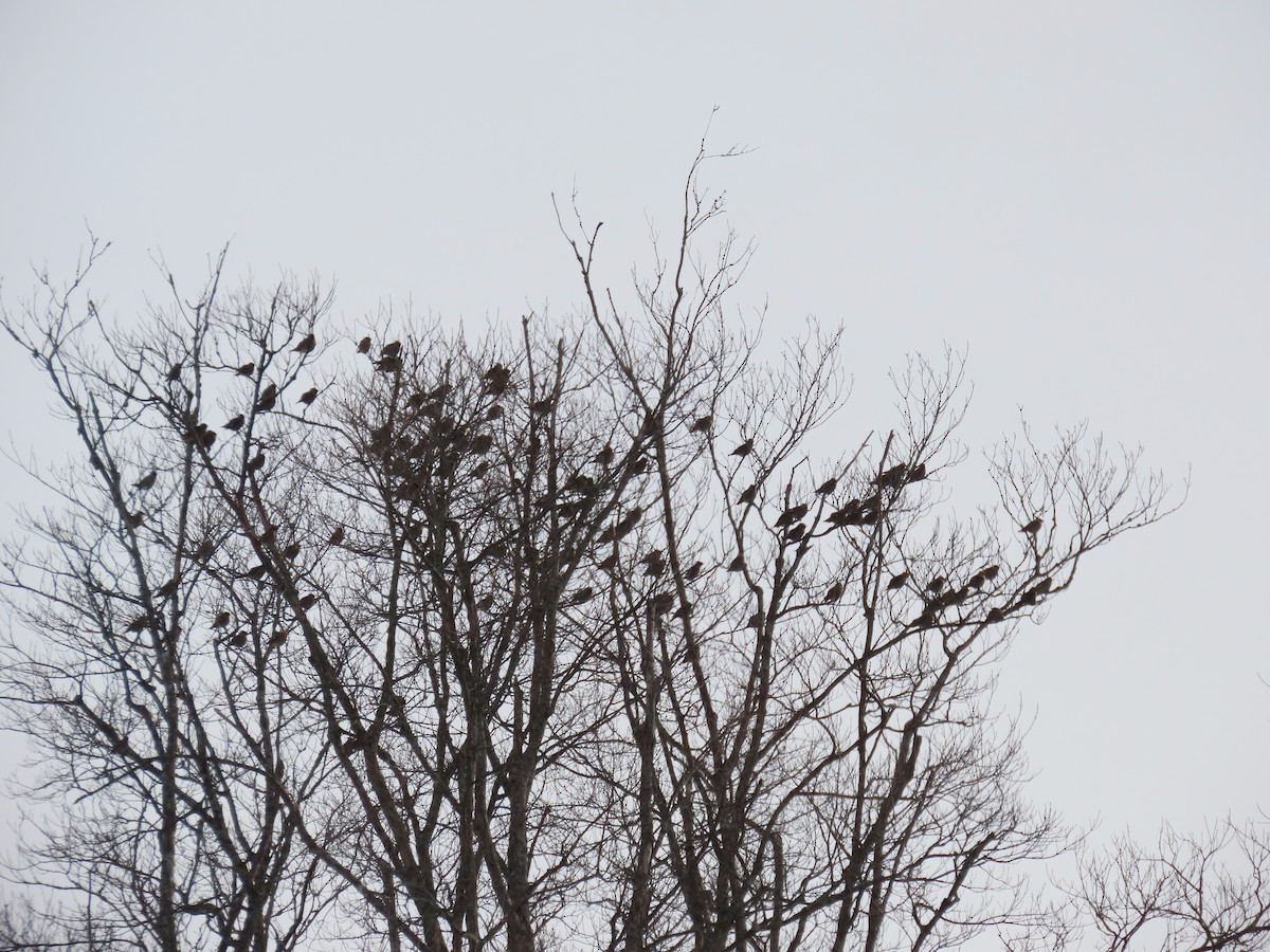 Bohemian Waxwing - ML646216439