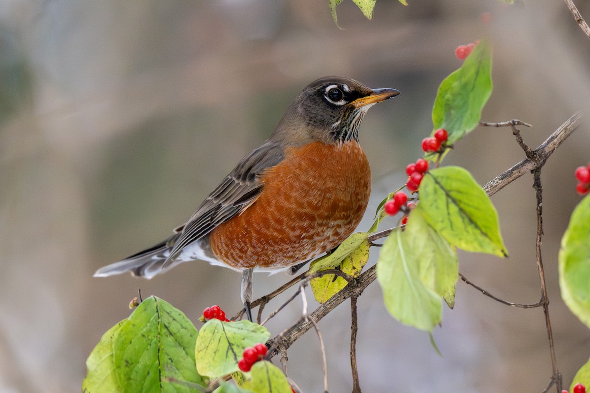 Merle d'Amérique - ML646216441