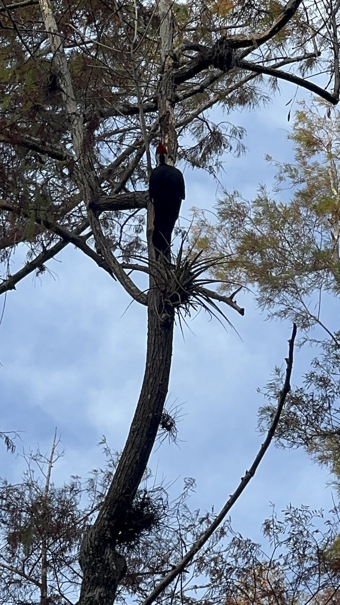 Pileated Woodpecker - ML646216442