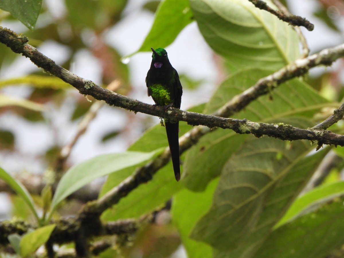 Empress Brilliant - ML646216443