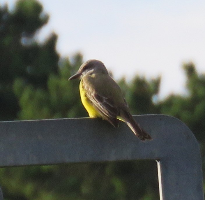 Tropical Kingbird - ML646216444