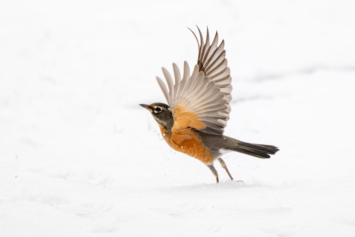 Merle d'Amérique - ML646216445