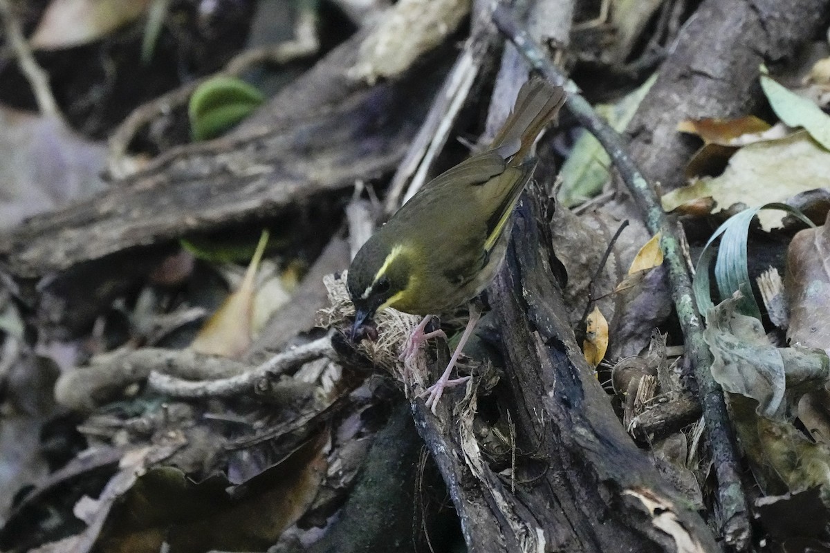 Yellow-throated Scrubwren - ML646216446