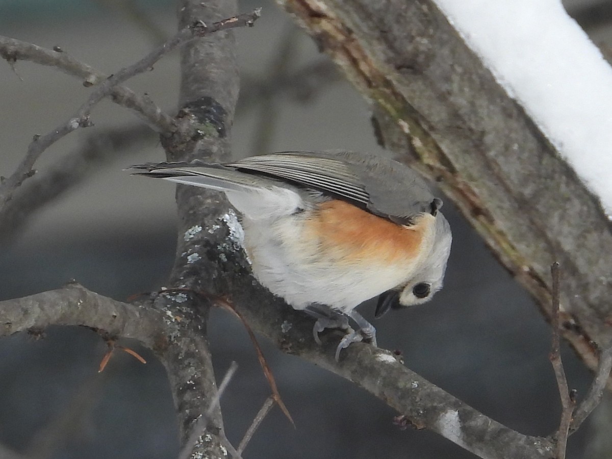 Tufted Titmouse - ML646216447