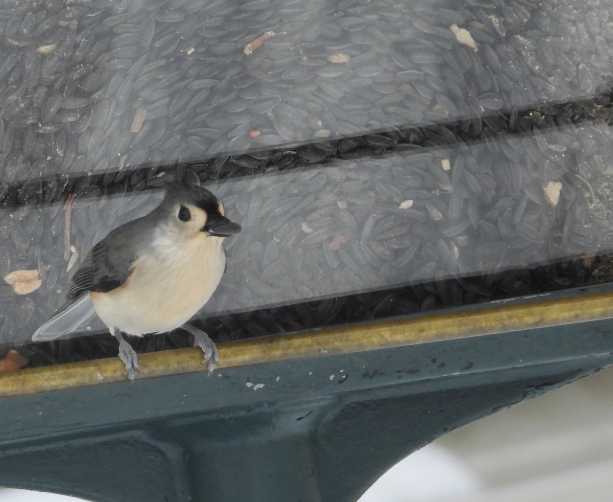 Tufted Titmouse - ML646216449