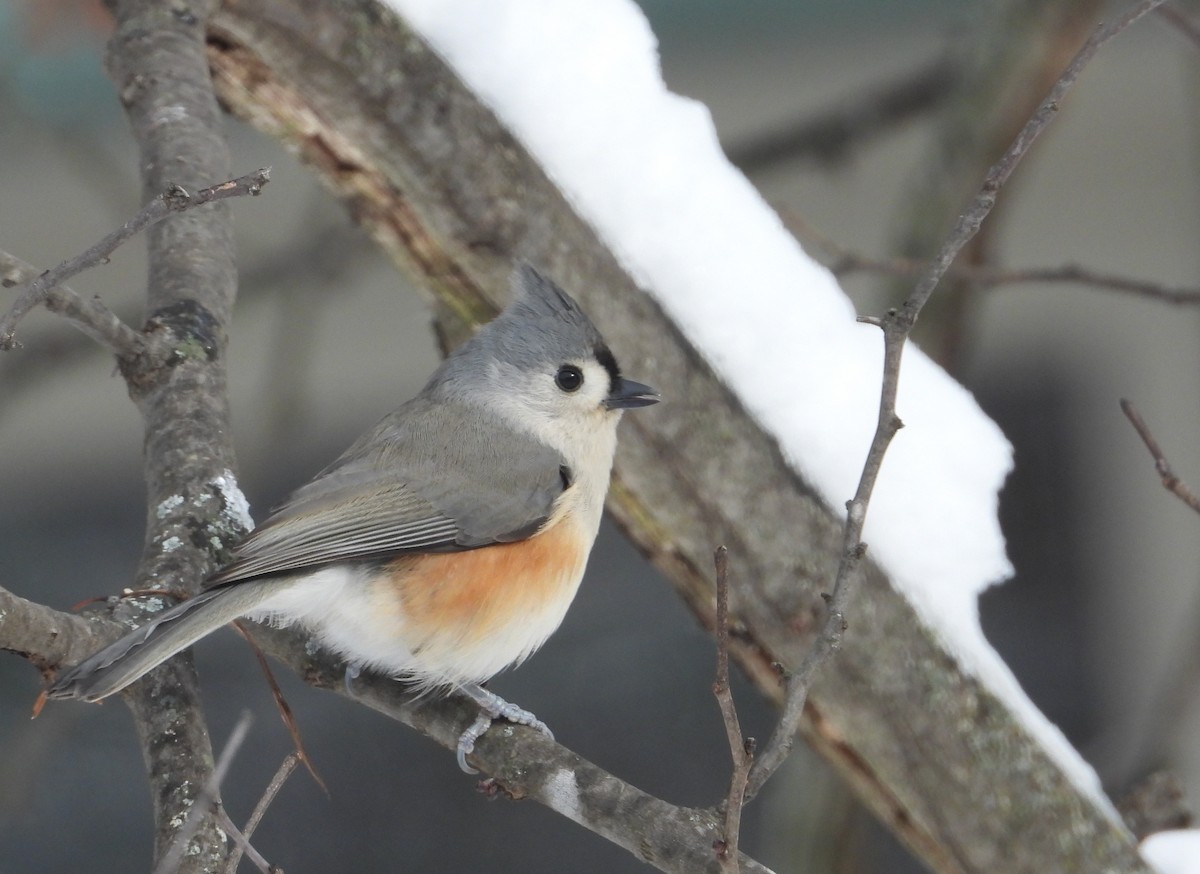 Tufted Titmouse - ML646216450