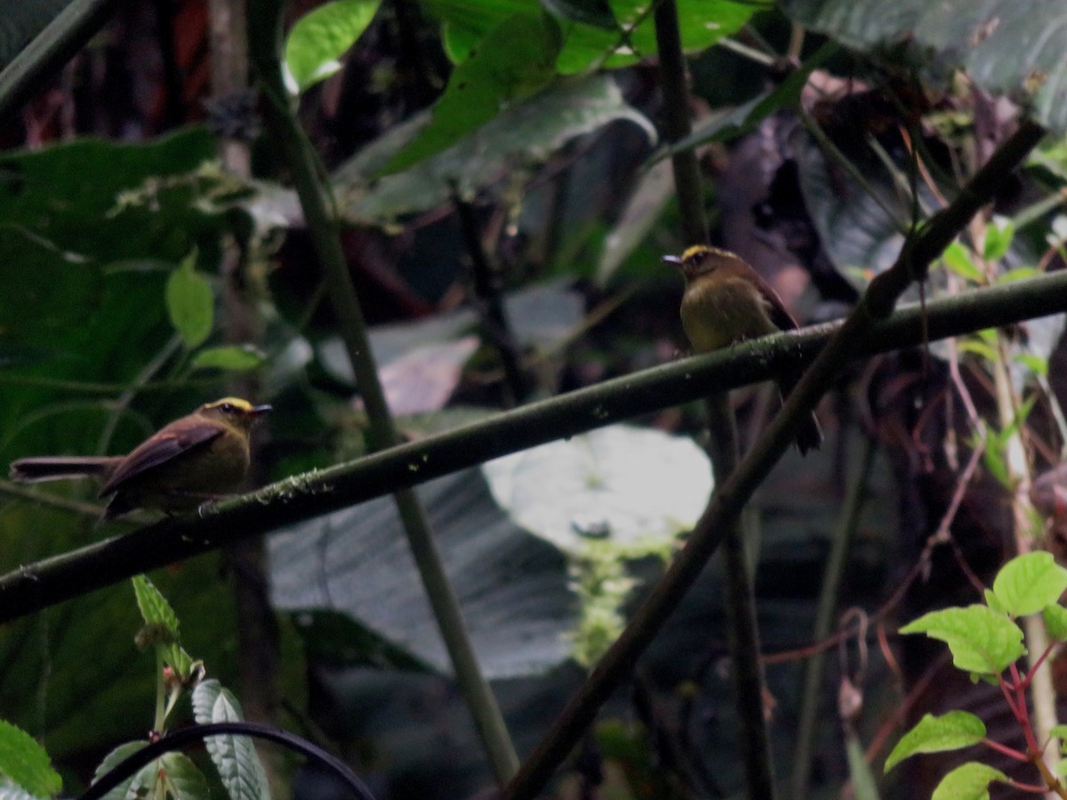 Yellow-bellied Chat-Tyrant - ML646216451