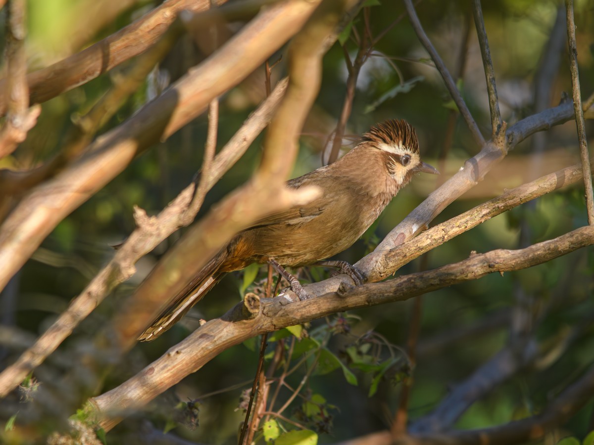 White-browed Laughingthrush - ML646216452