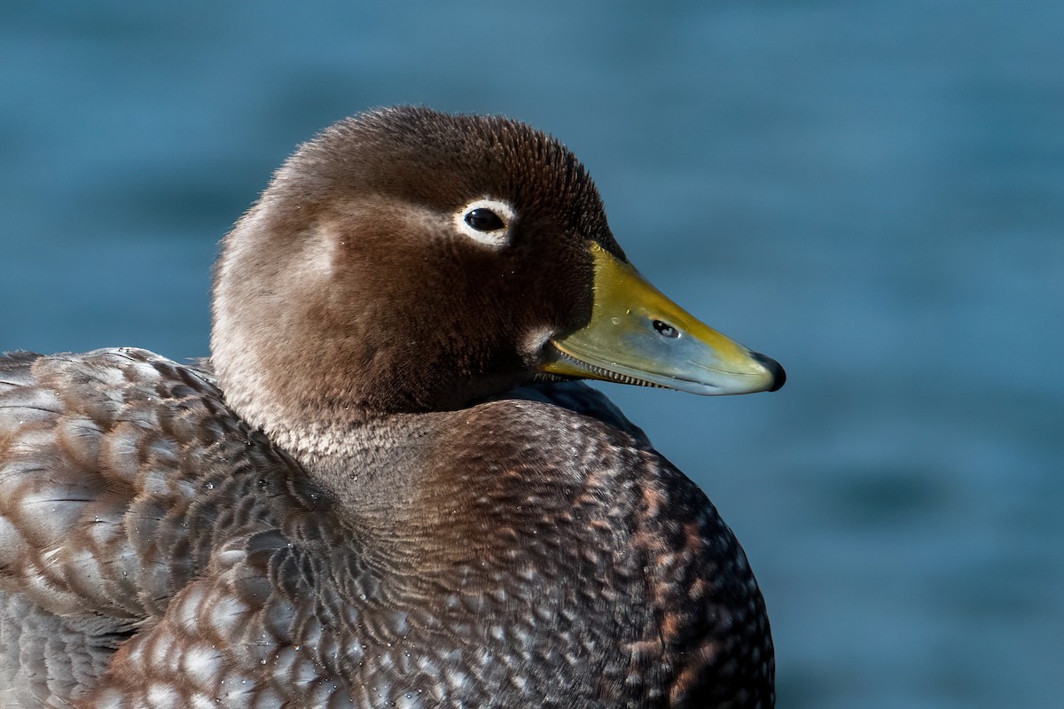 Flying Steamer-Duck - ML646216453