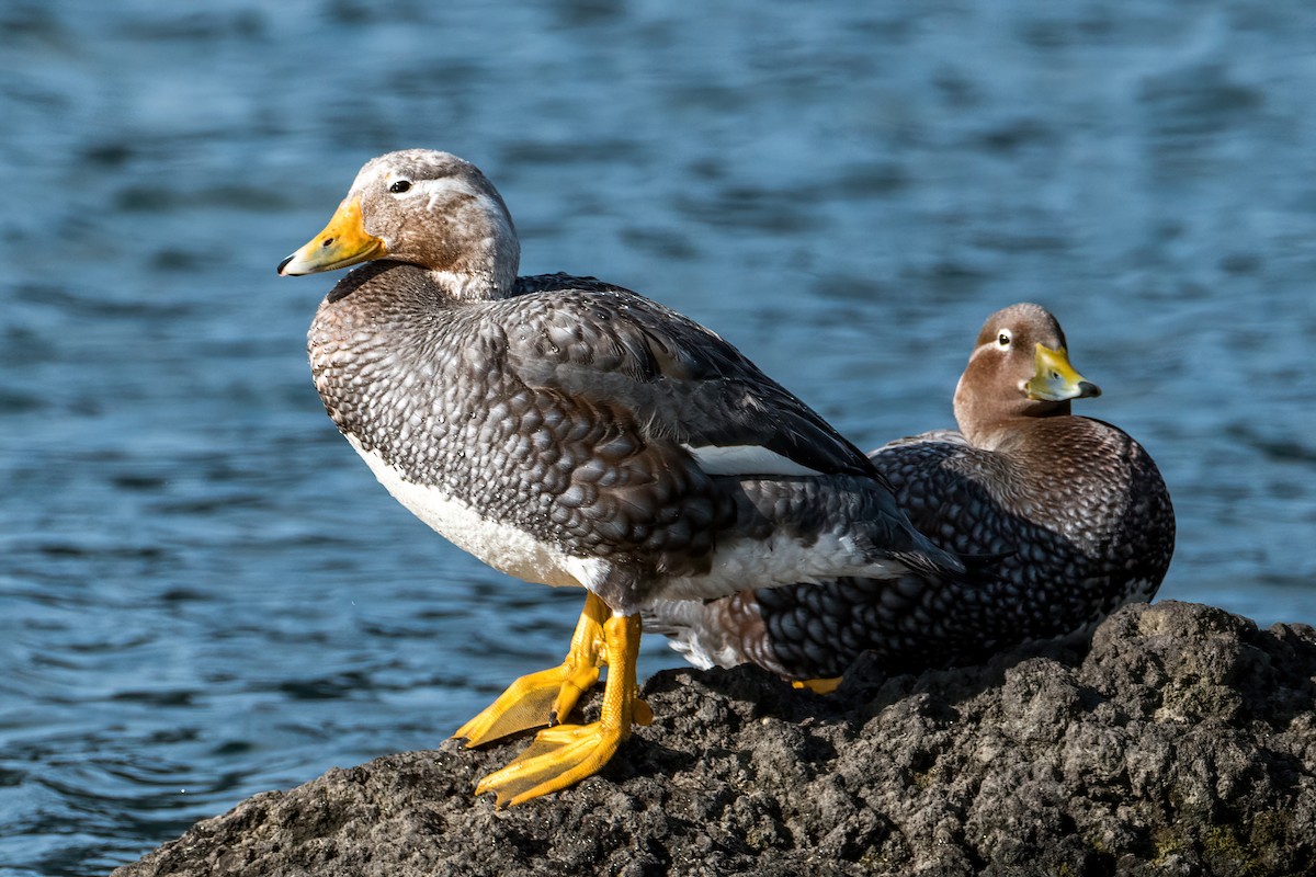 Flying Steamer-Duck - ML646216454