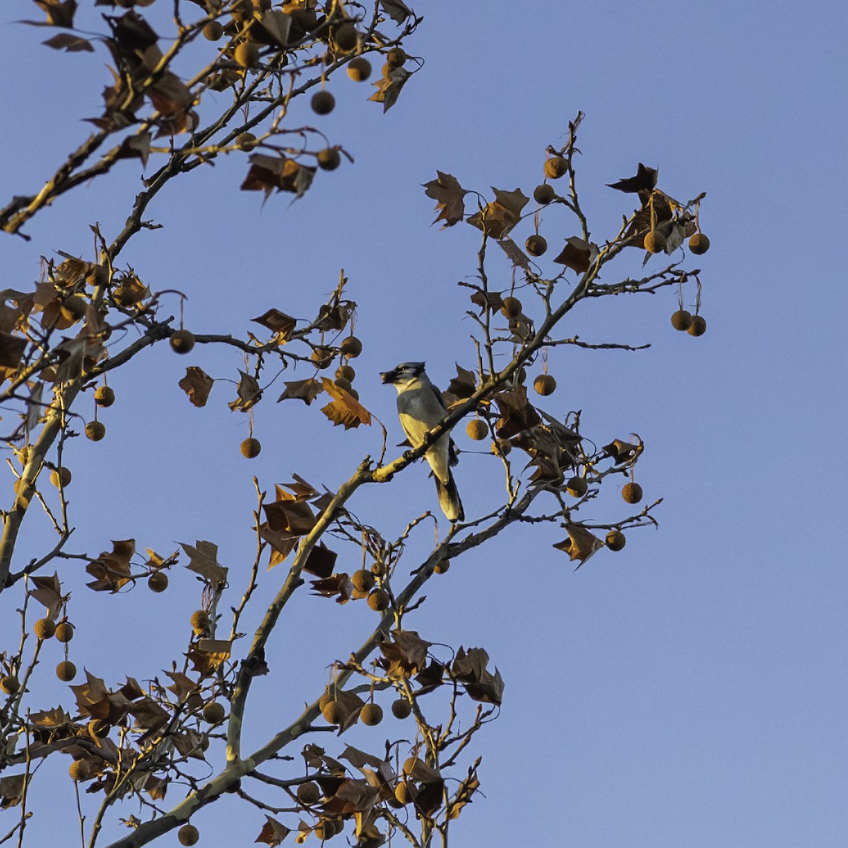 Blue Jay - ML646216455