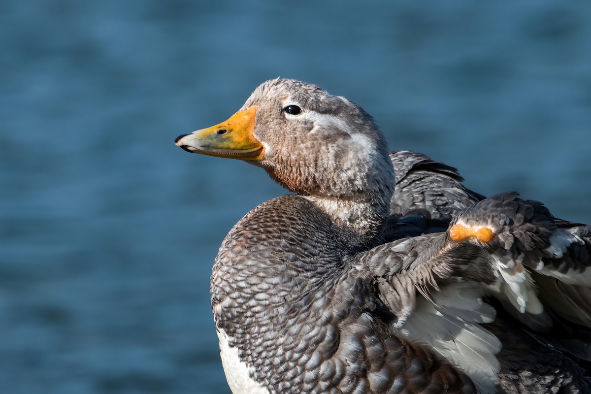Flying Steamer-Duck - ML646216456