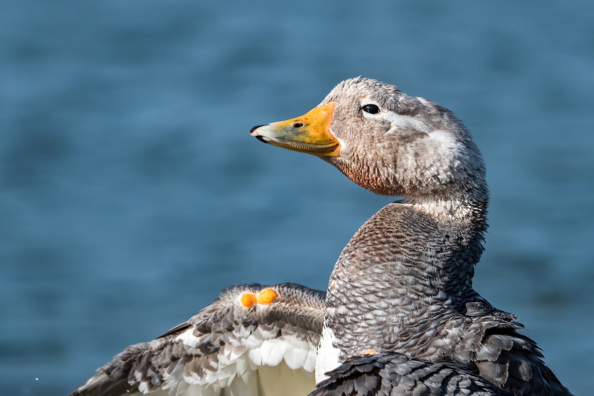 Flying Steamer-Duck - ML646216457