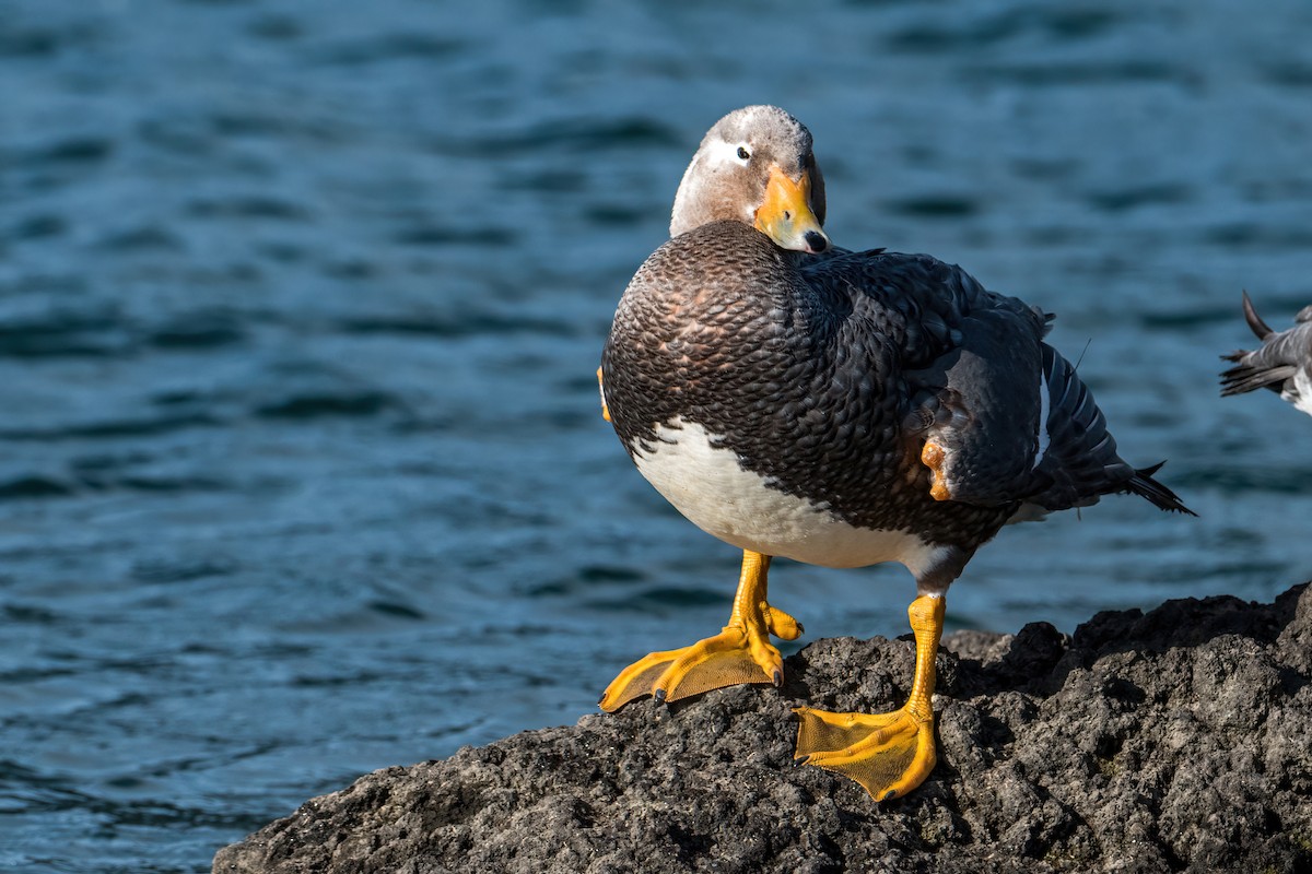 Flying Steamer-Duck - ML646216458