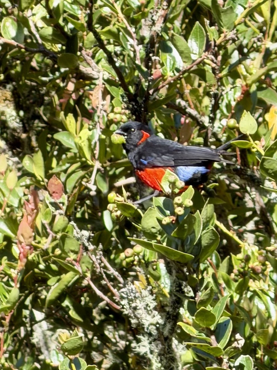 Scarlet-bellied Mountain Tanager - ML646216459