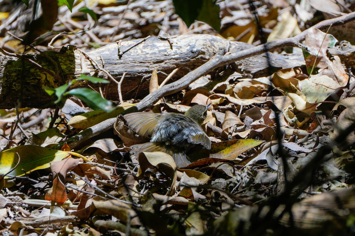 Yellow-throated Scrubwren - ML646216460