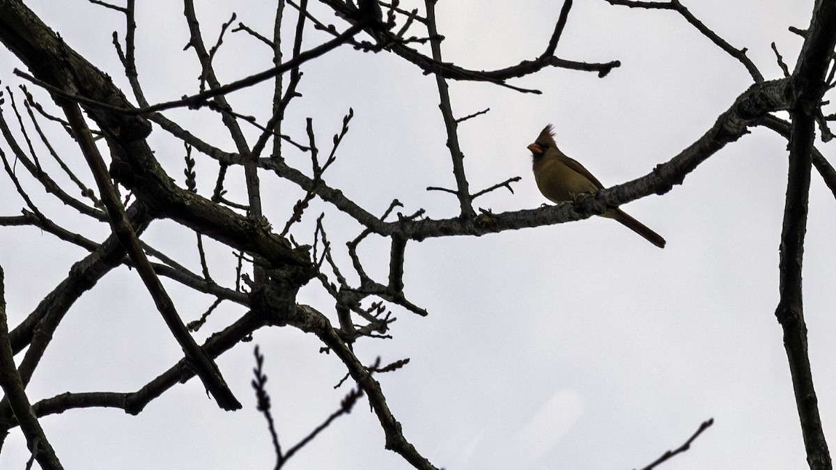 Northern Cardinal - ML646216462