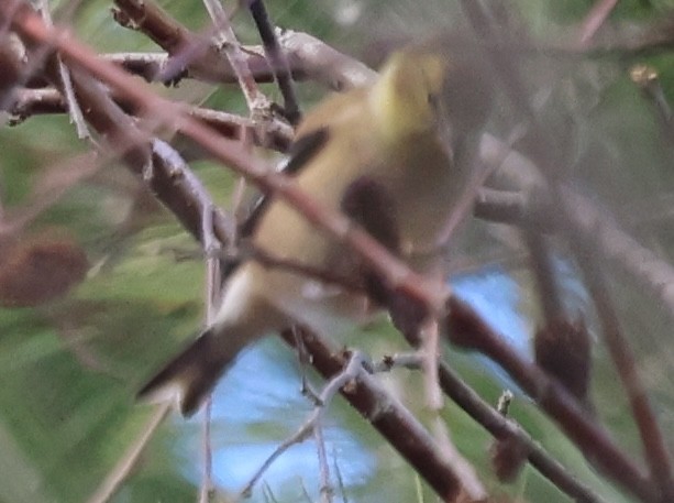 American Goldfinch - ML646216463
