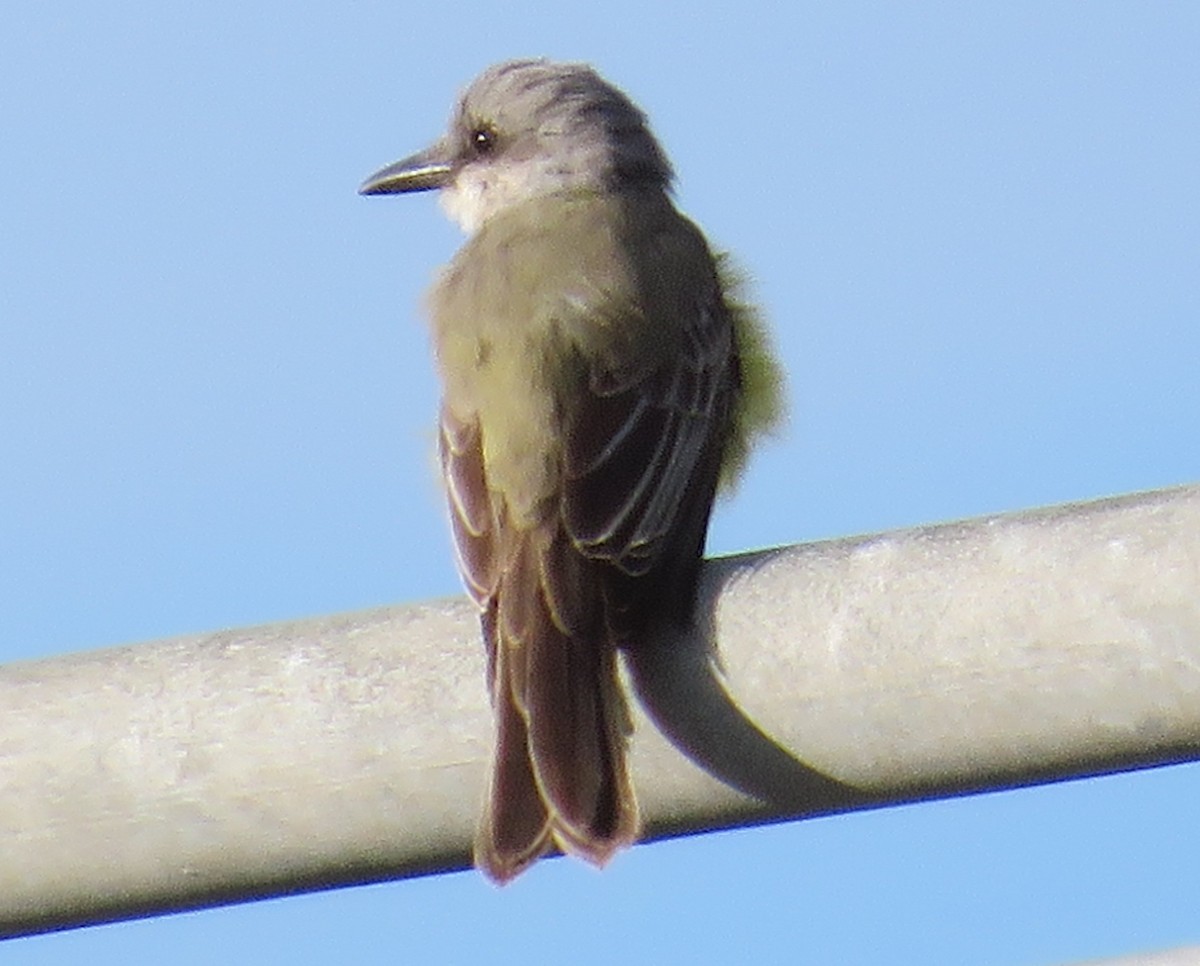 Tropical Kingbird - ML646216467