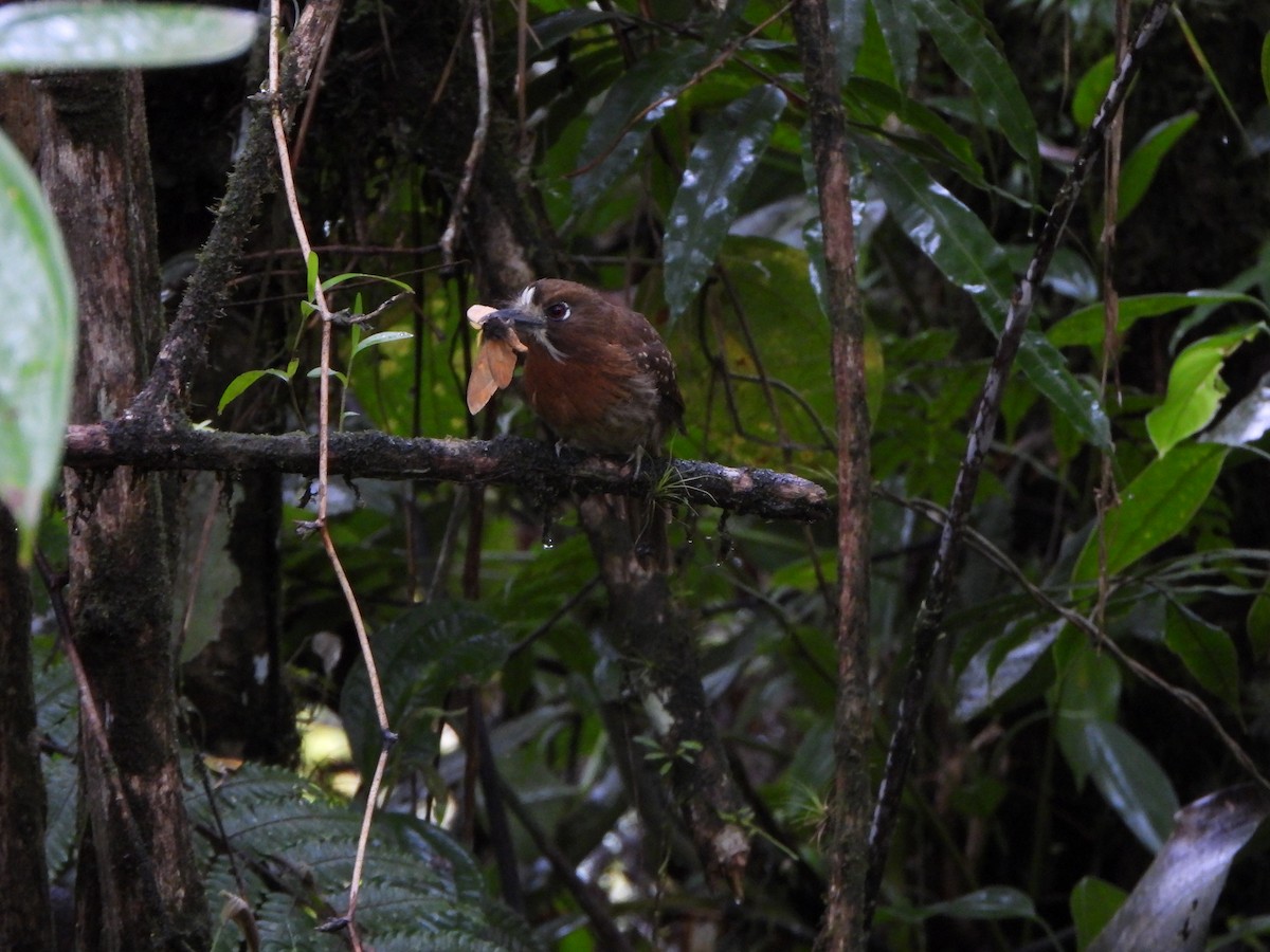 Moustached Puffbird - ML646216468