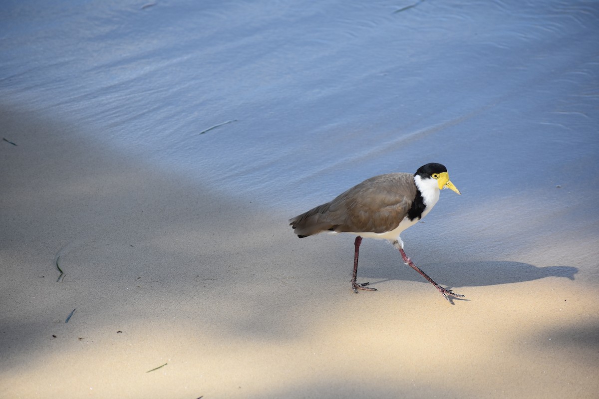 Hegabera maskaraduna - ML646216470