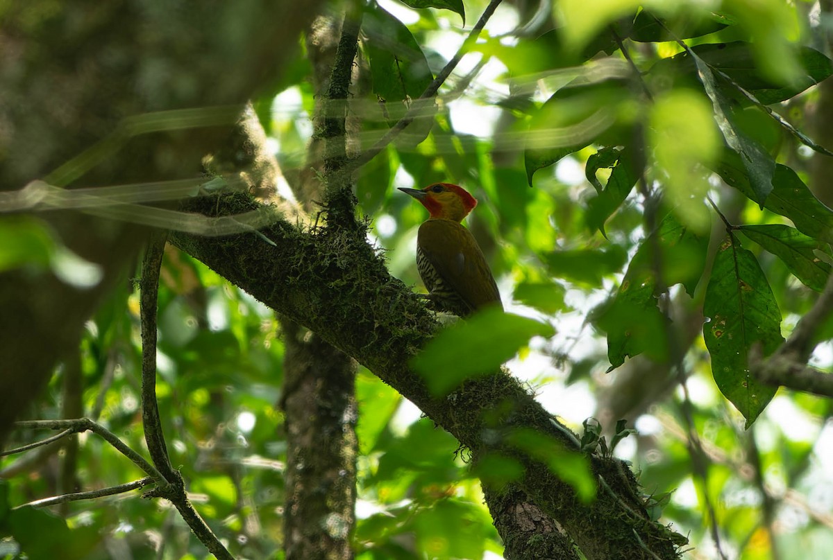 Yellow-throated Woodpecker - ML646216472