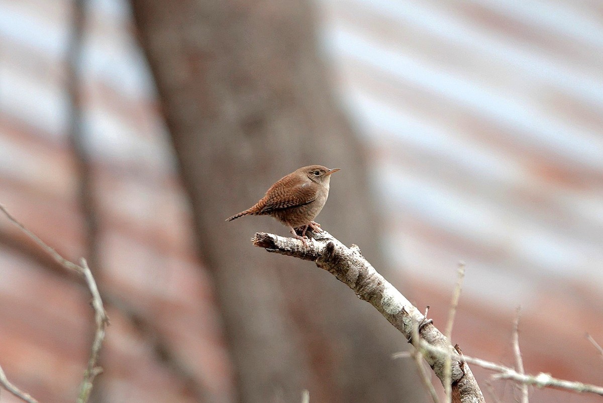 Northern House Wren - ML646216473