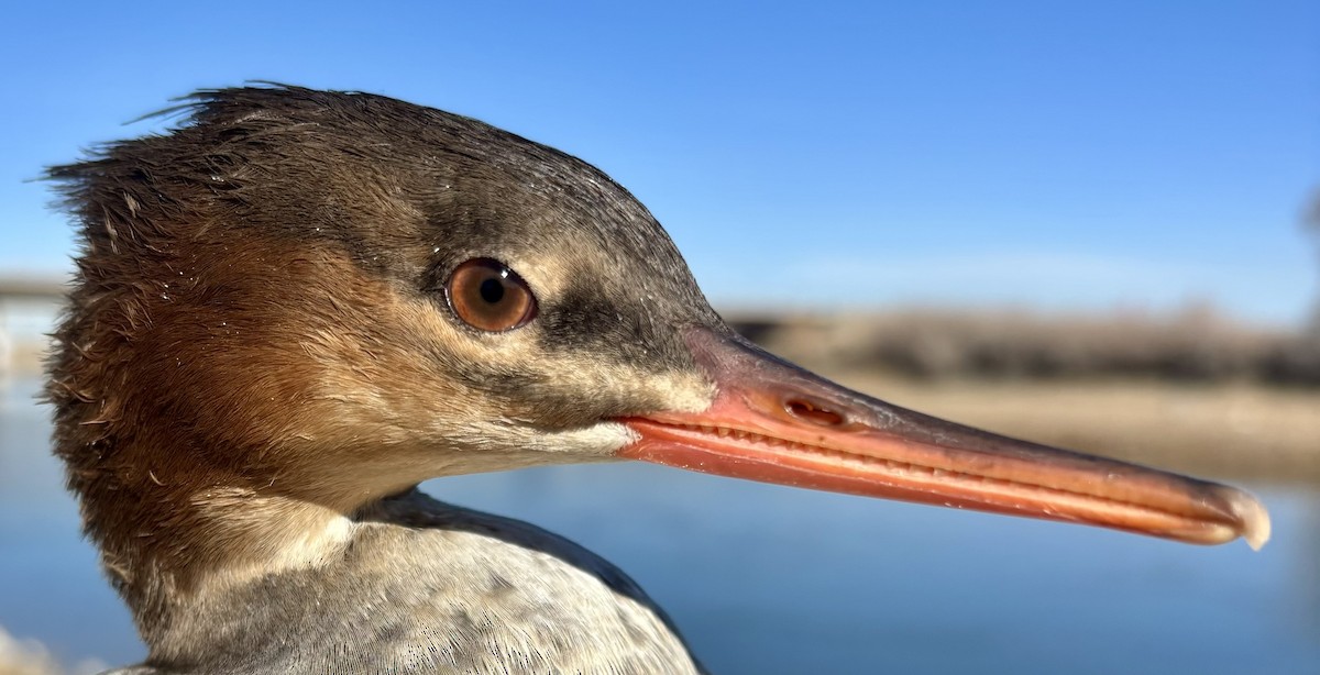 Red-breasted Merganser - ML646216474