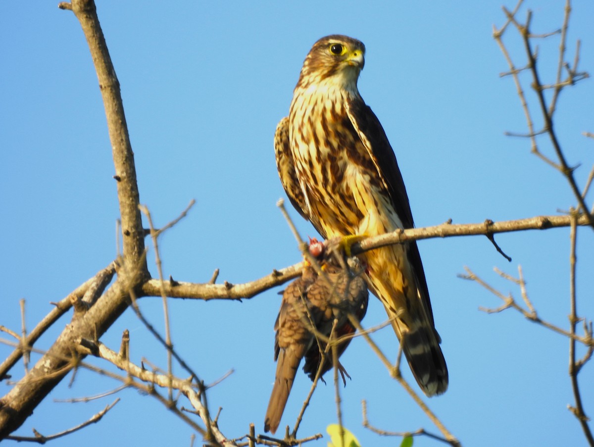 Merlin - ML646216479