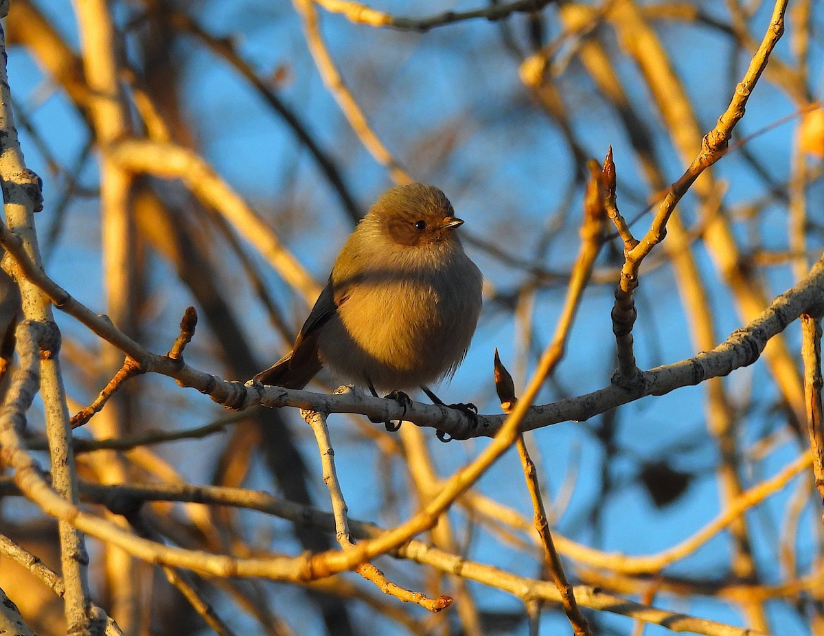 Bushtit - ML646216481
