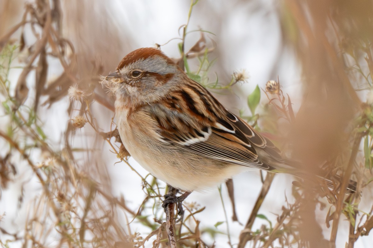 Hudson Körfezi Serçesi - ML646216482